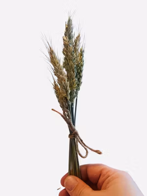 Hvete - minibukett