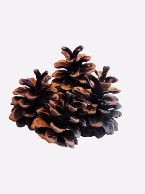 Kongler – naturlig berikelse (4st)