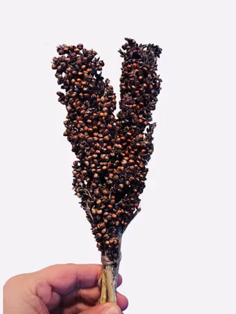 Rød Sorghum 50g