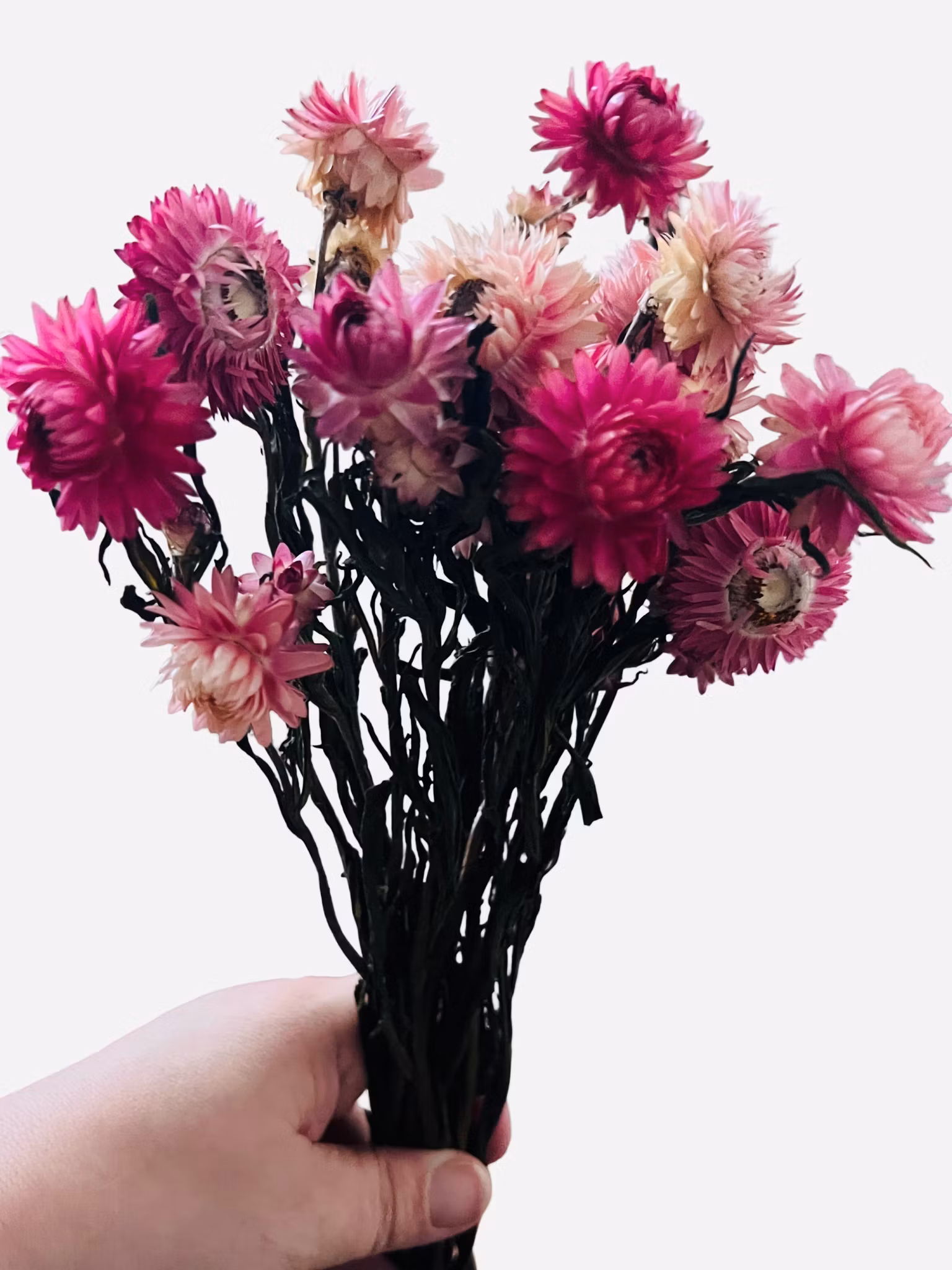 Strawflower (Helichrysum bracteatum) – 30 g Rosa