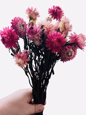 Strawflower (Helichrysum bracteatum) – 30 g Rosa