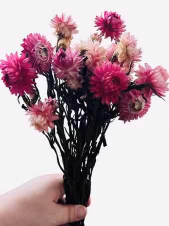 Strawflower (Helichrysum bracteatum) – 30 g Rosa