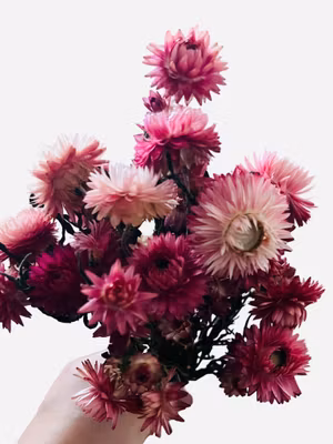 Strawflower (Helichrysum bracteatum) – 30 g Rosa