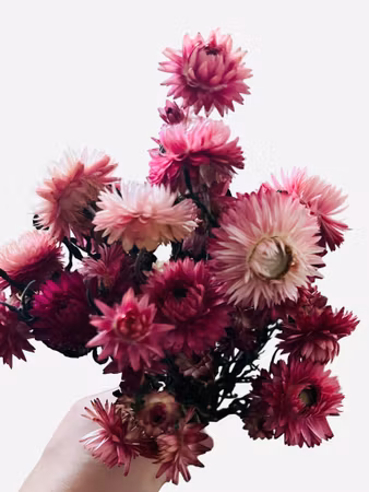 Strawflower (Helichrysum bracteatum) – 30 g Rosa