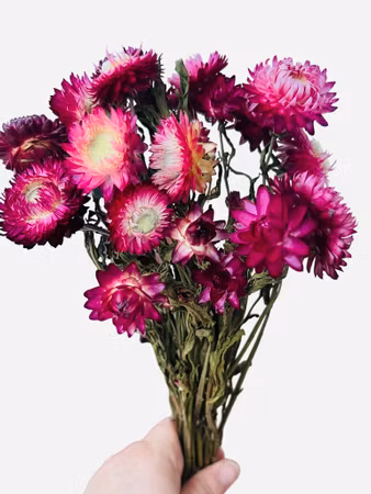 Strawflower (Helichrysum bracteatum) – 30 g Mørk Rosa