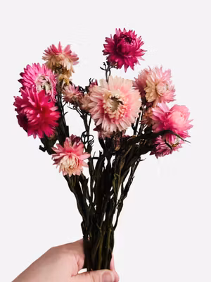 Strawflower (Helichrysum bracteatum) – 30 g Mørk Rosa