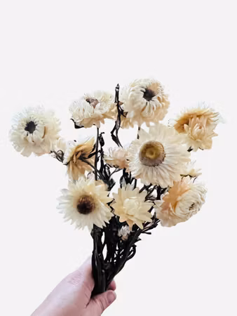 Strawflower (Helichrysum bracteatum) – 30 g Hvit