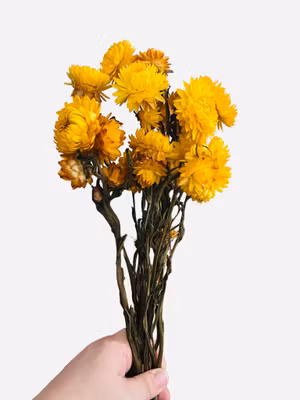 Strawflower (Helichrysum bracteatum) – 30 g Gul