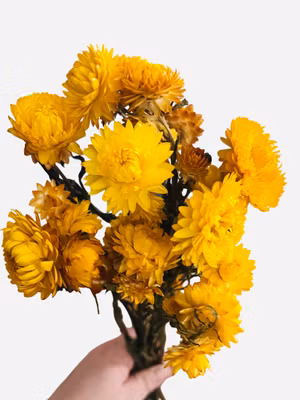 Strawflower (Helichrysum bracteatum) – 30 g Gul