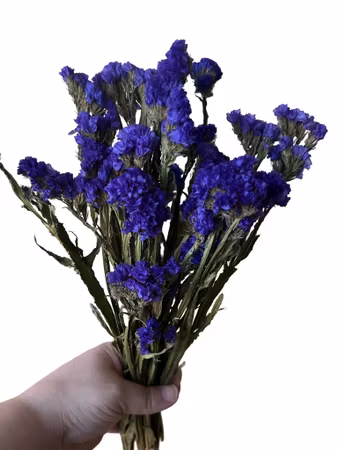 Statice (Limonium) – Naturlig berikning, 25 g Mørk lilla