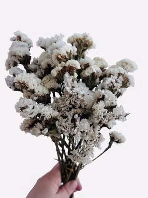 Statice (Limonium) – Naturlig berikning, 25 g Hvit