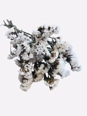 Statice (Limonium) – Naturlig berikning, 25 g Hvit