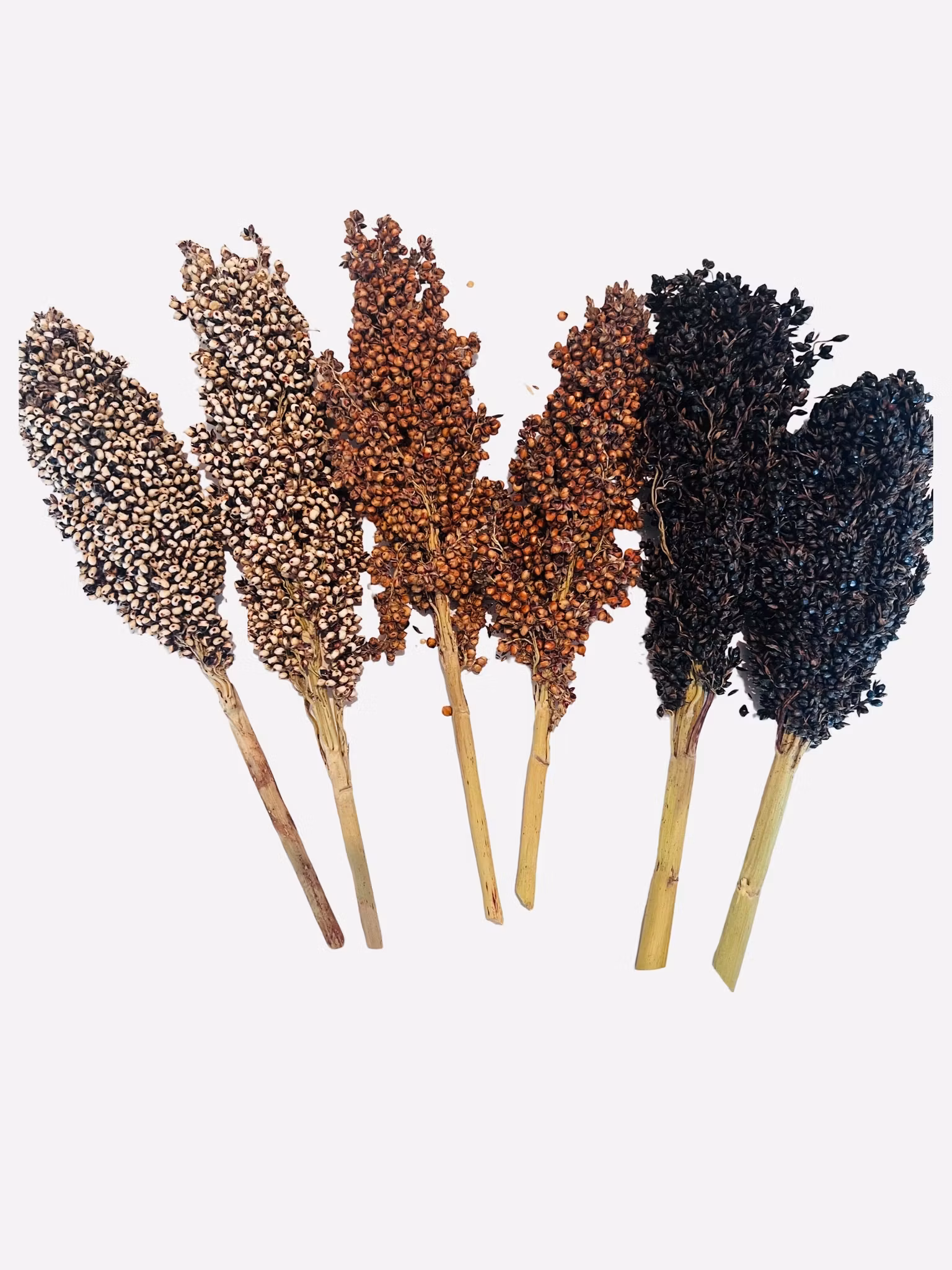 Stor triss i Sorghum – rød, hvit og svart 280g