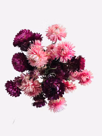 Strawflower blomsterbukett – rosa mix