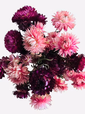 Strawflower blomsterbukett – rosa mix