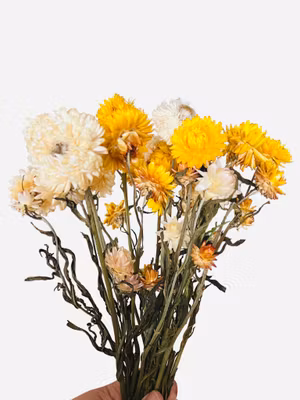 Strawflower (Gul og hvit mix) 30g