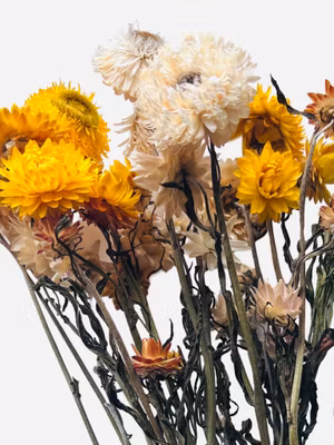 Strawflower (Gul og hvit mix) 30g