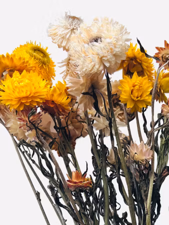 Strawflower (Gul og hvit mix) 30g