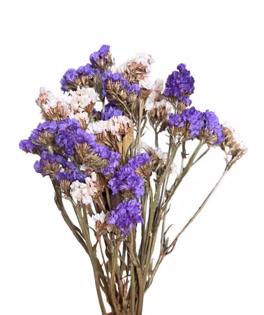Statice (Limonium) Hvit og mørk lilla mix 30g