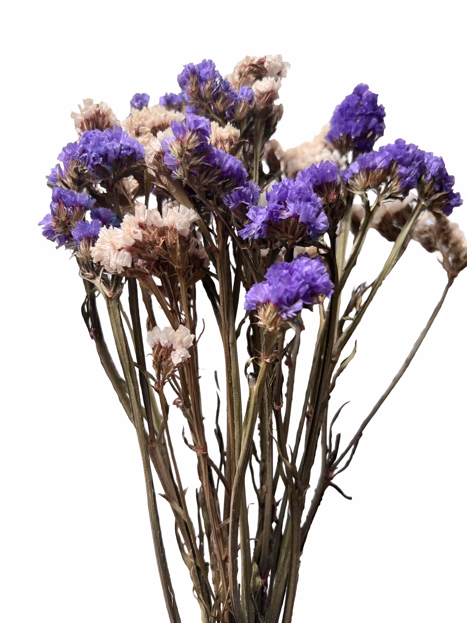 Statice (Limonium) Hvit og mørk lilla mix 30g