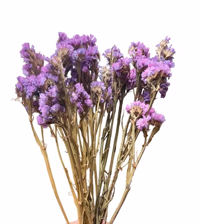 Statice (Limonium) Lys lilla 30g