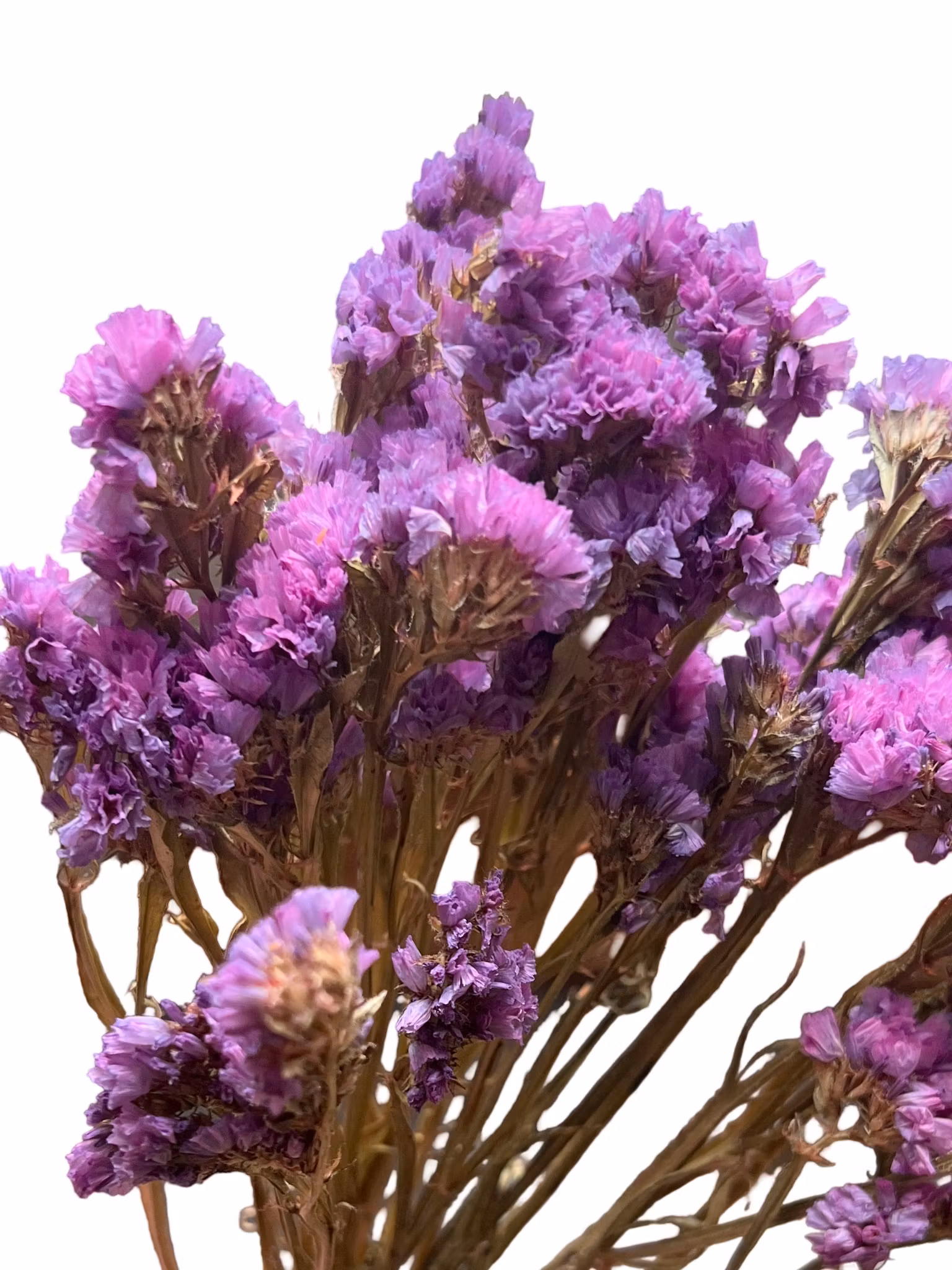 Statice (Limonium) Lys lilla 30g