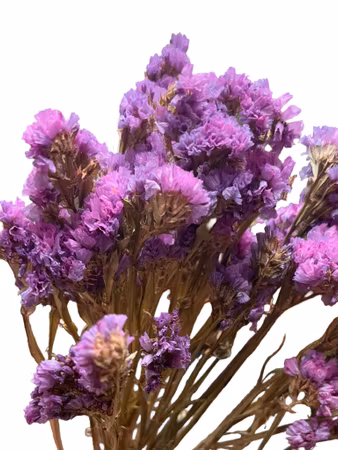 Statice (Limonium) Lys lilla 30g