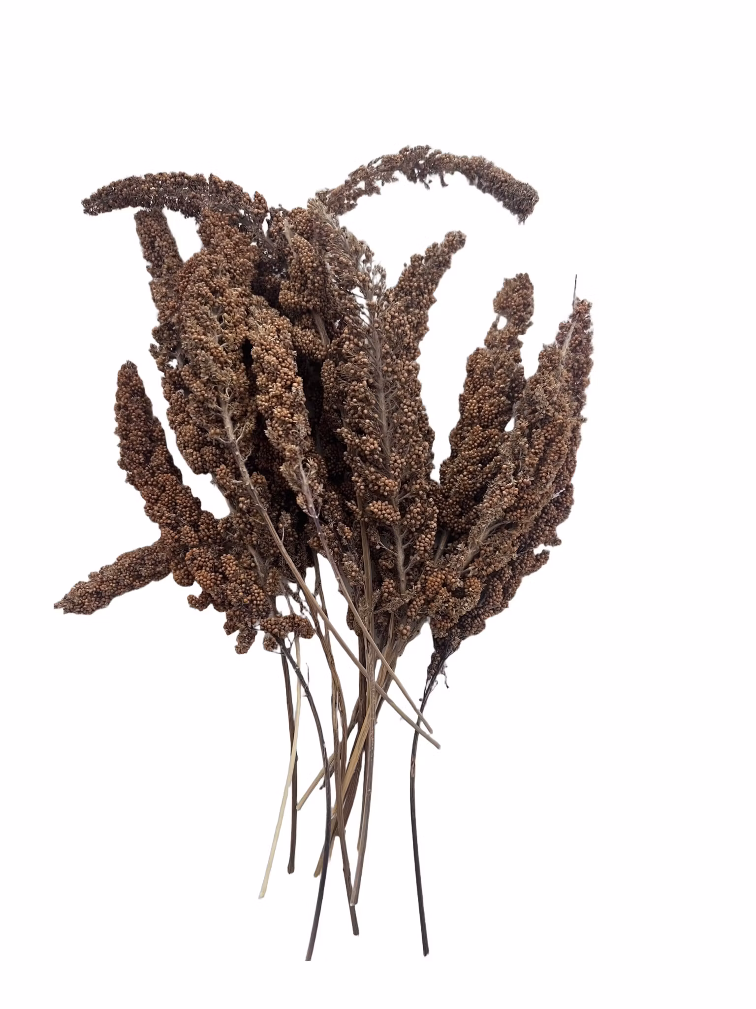 Gul hirsekolbe – 2. sortering (160g)