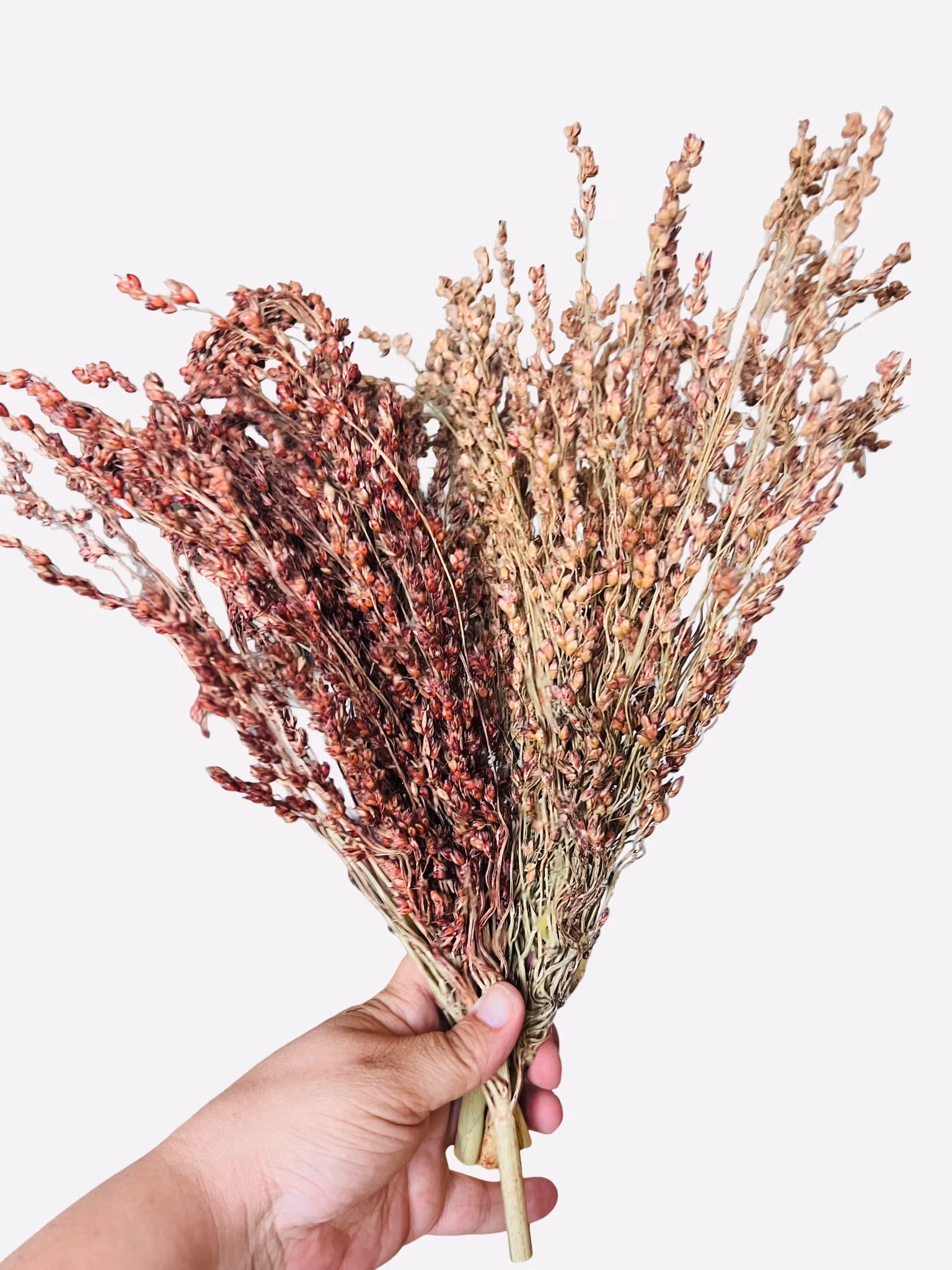 Kostehirse (Broom Corn) 100 g