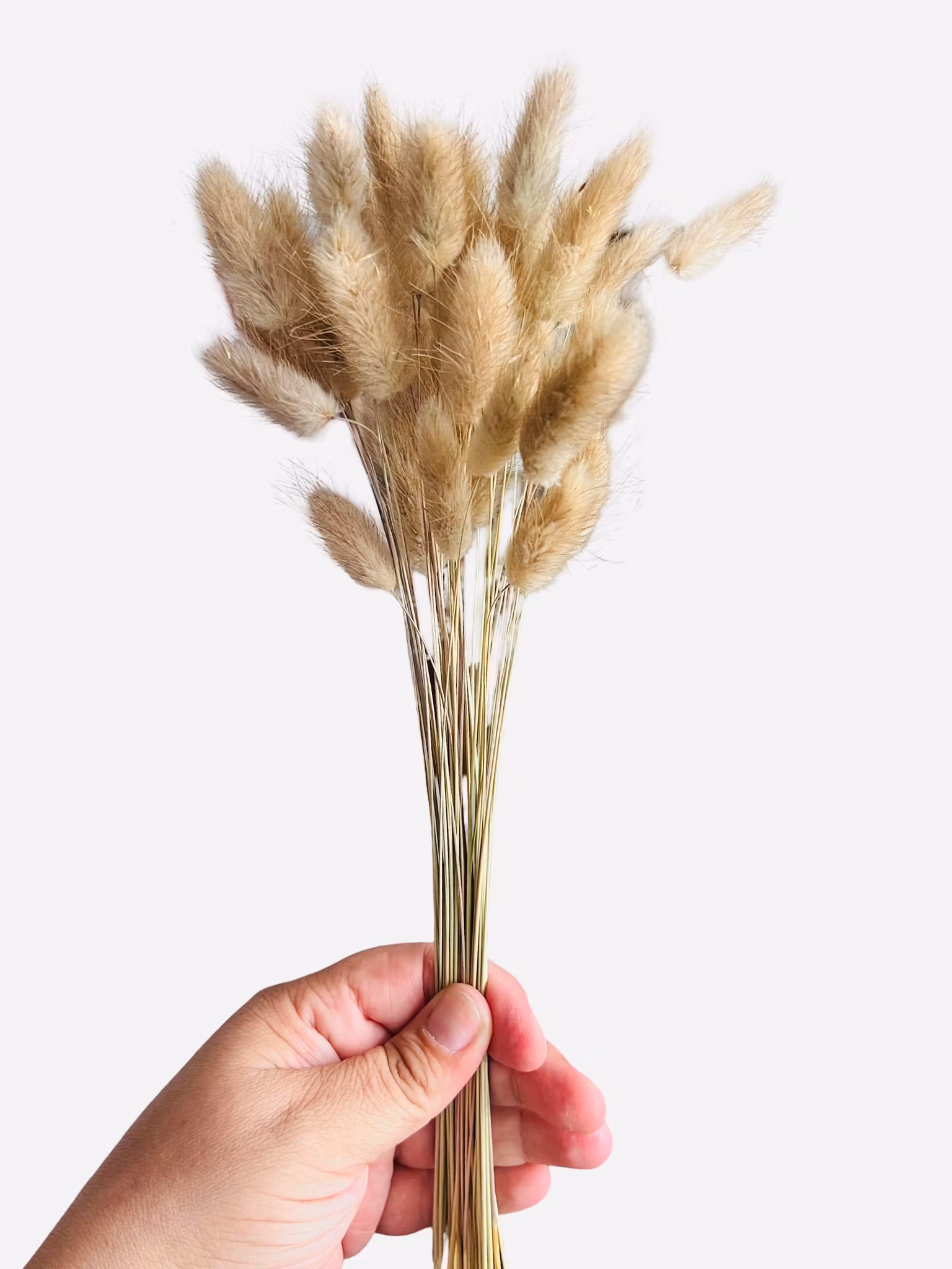 Haresvans (Lagurus ovatus)
