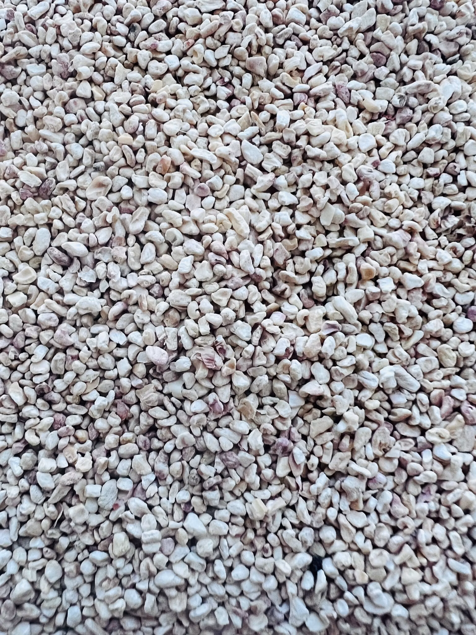 Maisgranulat – naturlig gravesubstrat