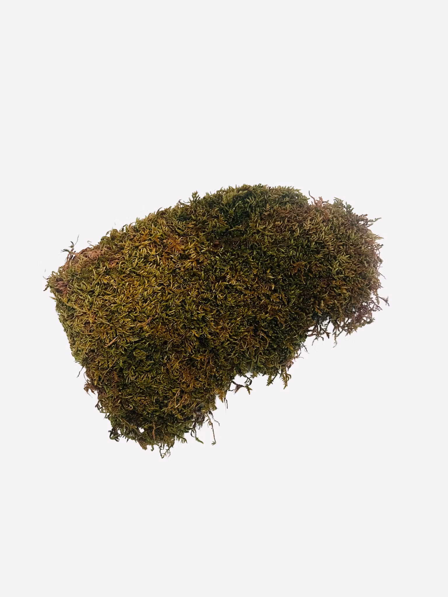Mosepute – naturlig skogsmose