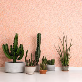 Coral Peach Blusch