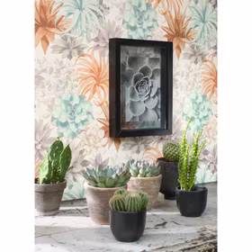 Echeveria Corail / Rose Poudre