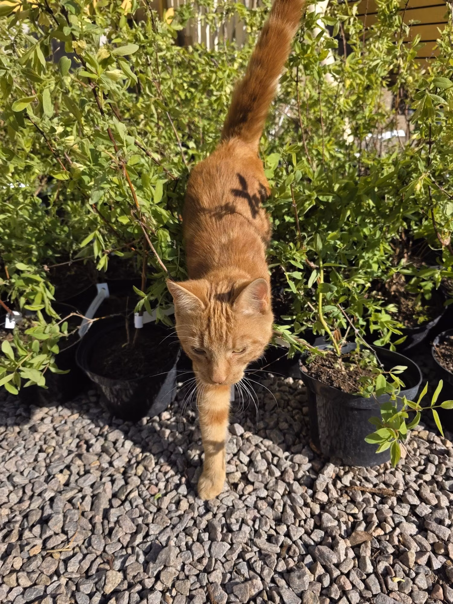 Odla blåbärstry – plantering, jord & skötsel | Plantpost
