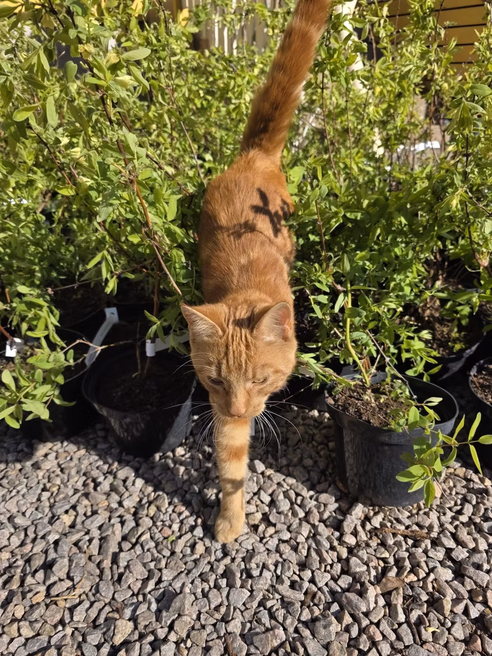 Krukodlade plantor och en katt på en grusgång