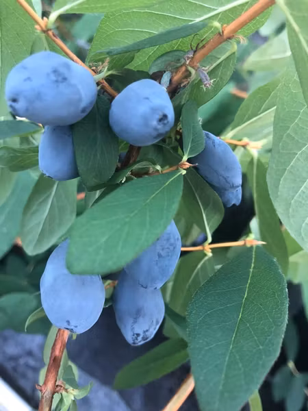 Blåbärstry 'Silginka'