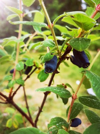 Blåbärstry 'Jolanta' (Evie) (Storlek: Större)