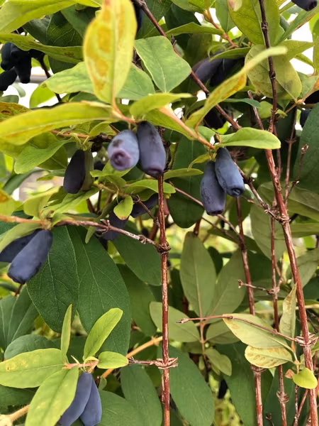 Blåbärstry 'Sinoglaska'