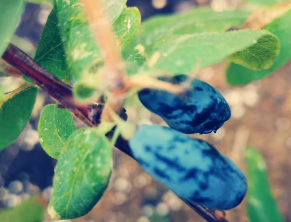 Blåbärstry 'Aurora'