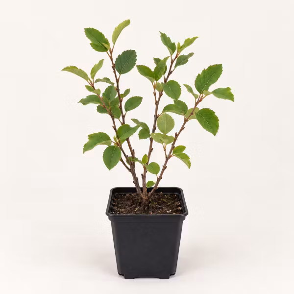 Bärhäggmispel 'Smoky' – P9