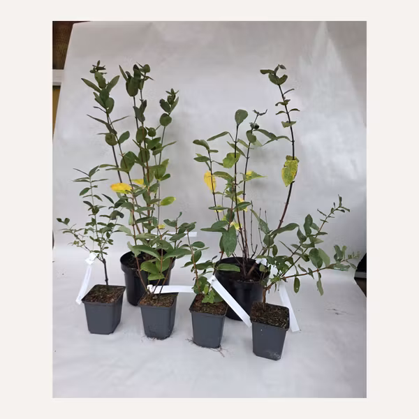 Superpaket blåbärstry – 2 stora och 4 mindre plantor