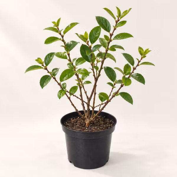 Slånaronia 'Nero' – C2