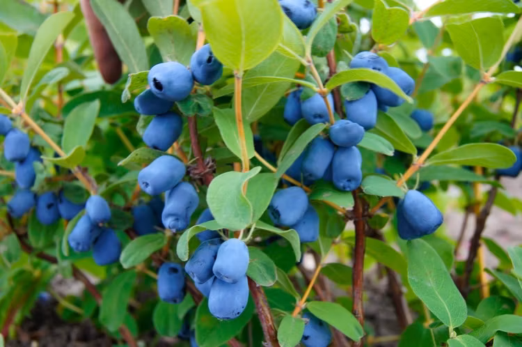 Blåbärstry 'Kalinka' (Storlek: Mindre)