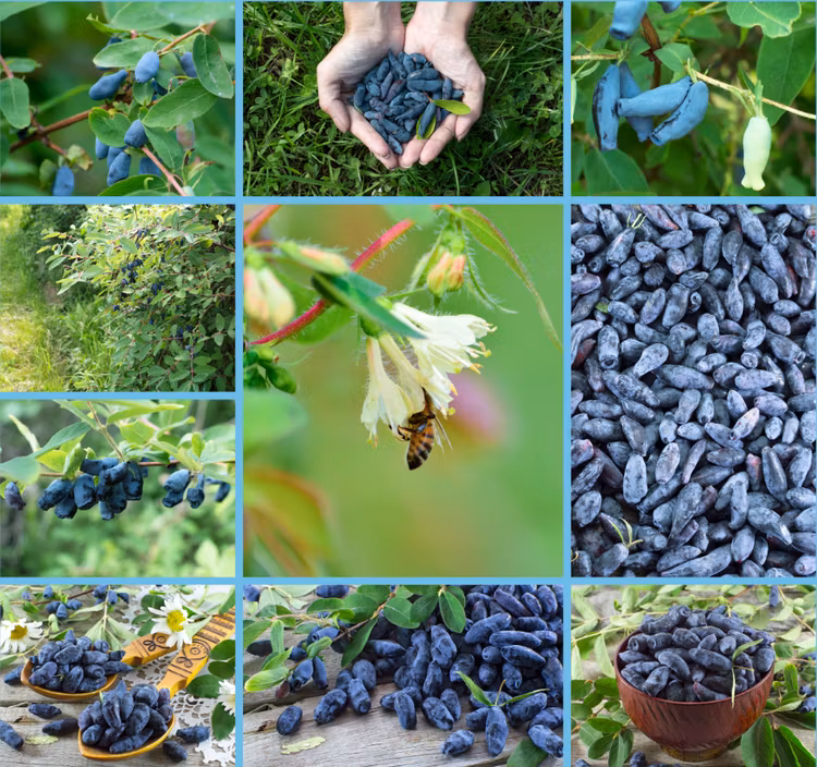 Blåbärstry 'Zojka' (Storlek: Mindre)