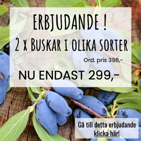 2 x Mindre buskar i olika sorter