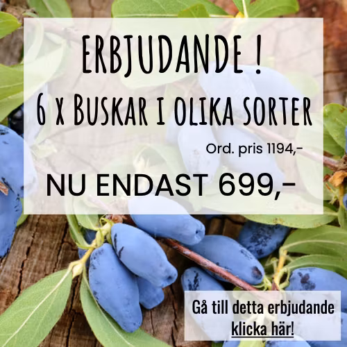 6 x Mindre buskar i olika sorter
