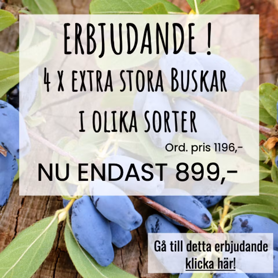 4 x Större buskar, i olika sorter