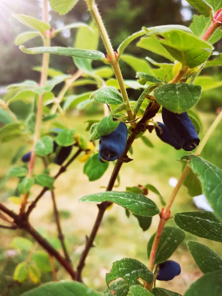 Blåbärstry 'Jolanta'