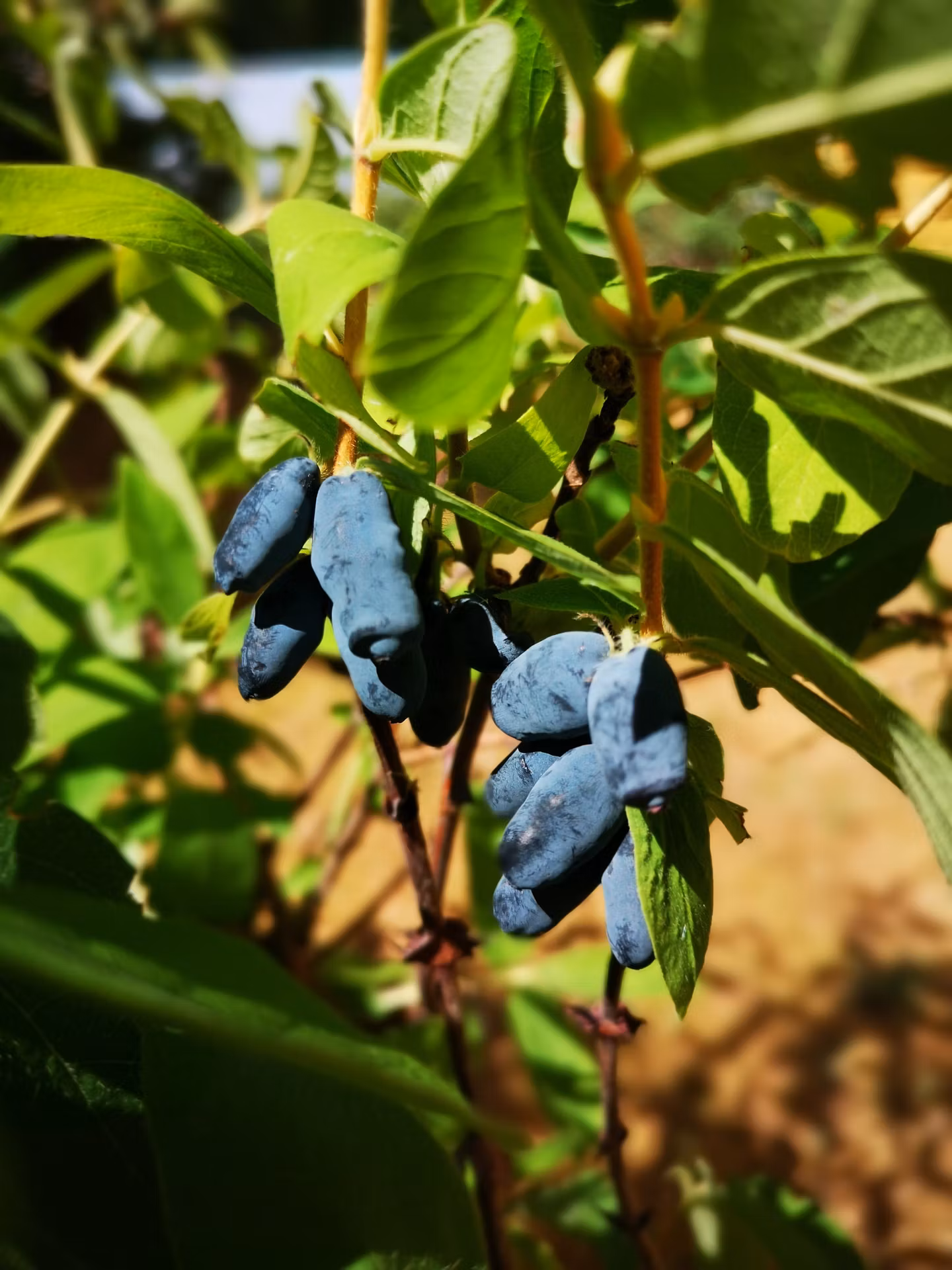 Bl b rstry Borealis Myberry Sweet PlantPost bl-b-rstry-borealis-myberry-sweet-plantpost